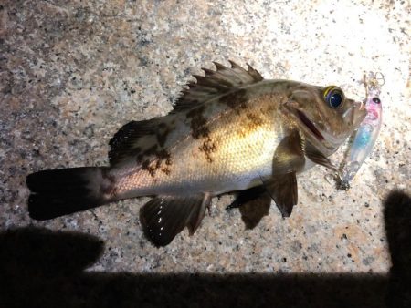 午前様からのメバリング