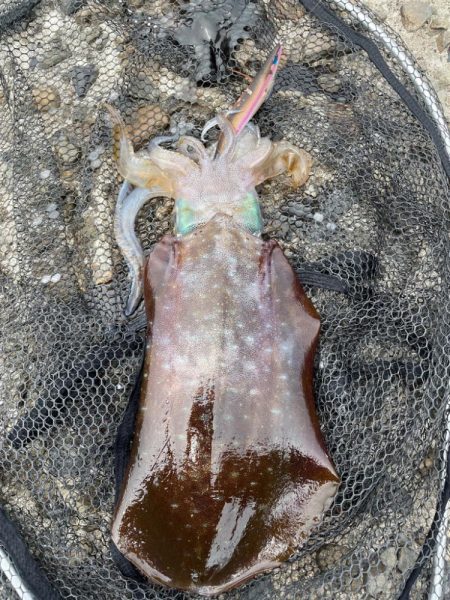 キロオーバー1150