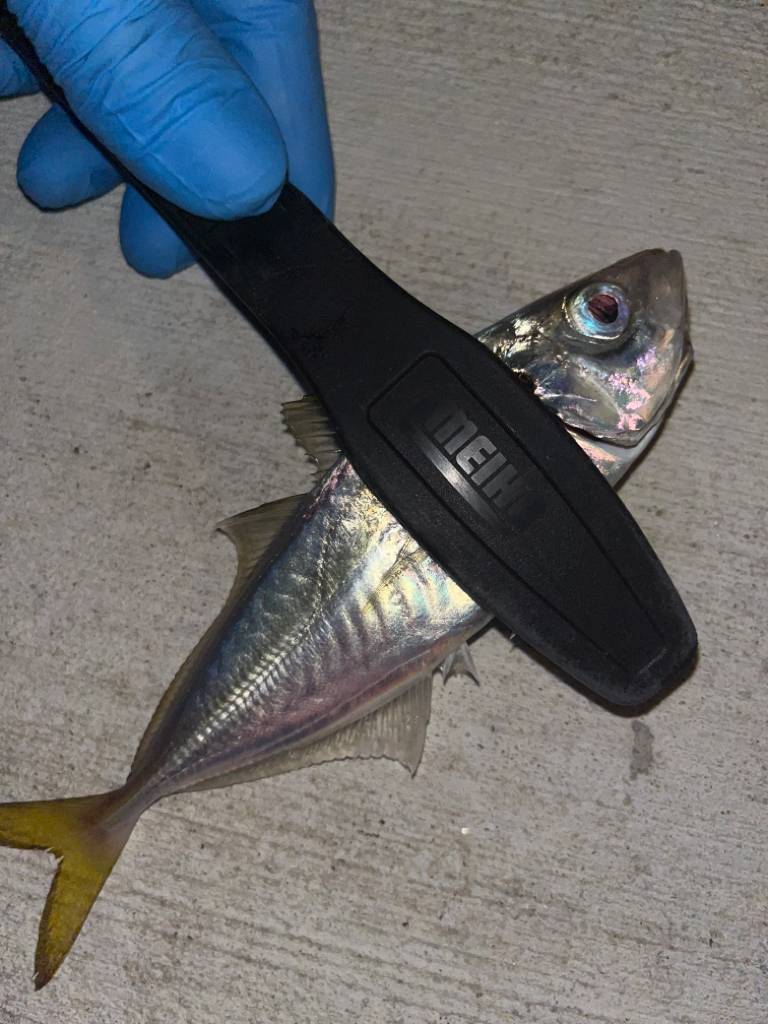 ナイトキス&餌アジング