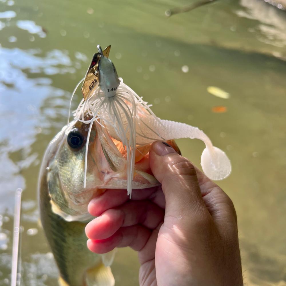 シャローフラット⚡️