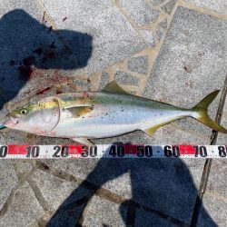 初ブリキャッチ！