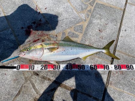 初ブリキャッチ！