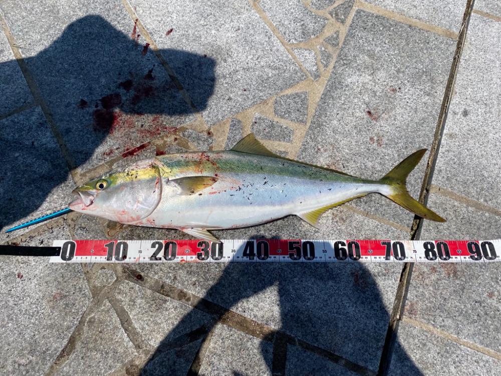 初ブリキャッチ！