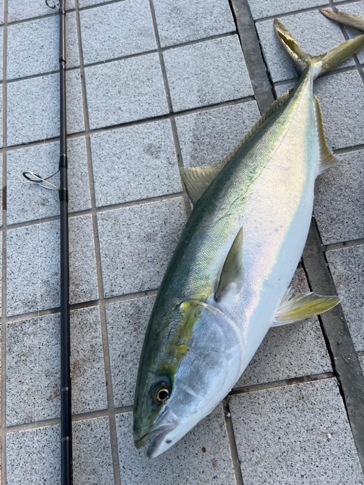 引きの強い青物さん