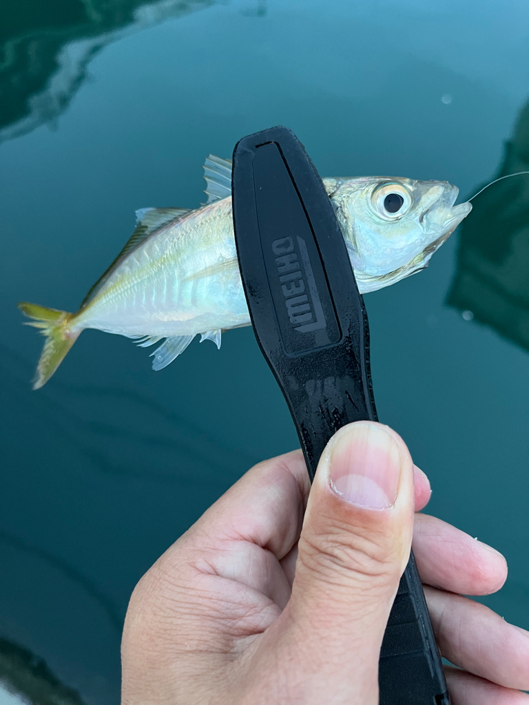 朝マズメ狙い②