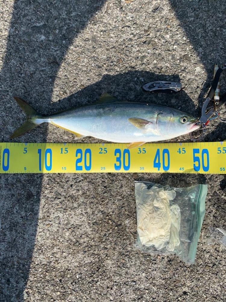 やっとのハマチ