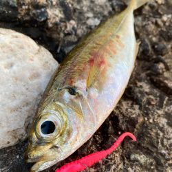 久しぶりの朝まづめ