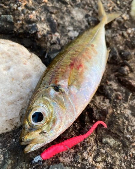 久しぶりの朝まづめ