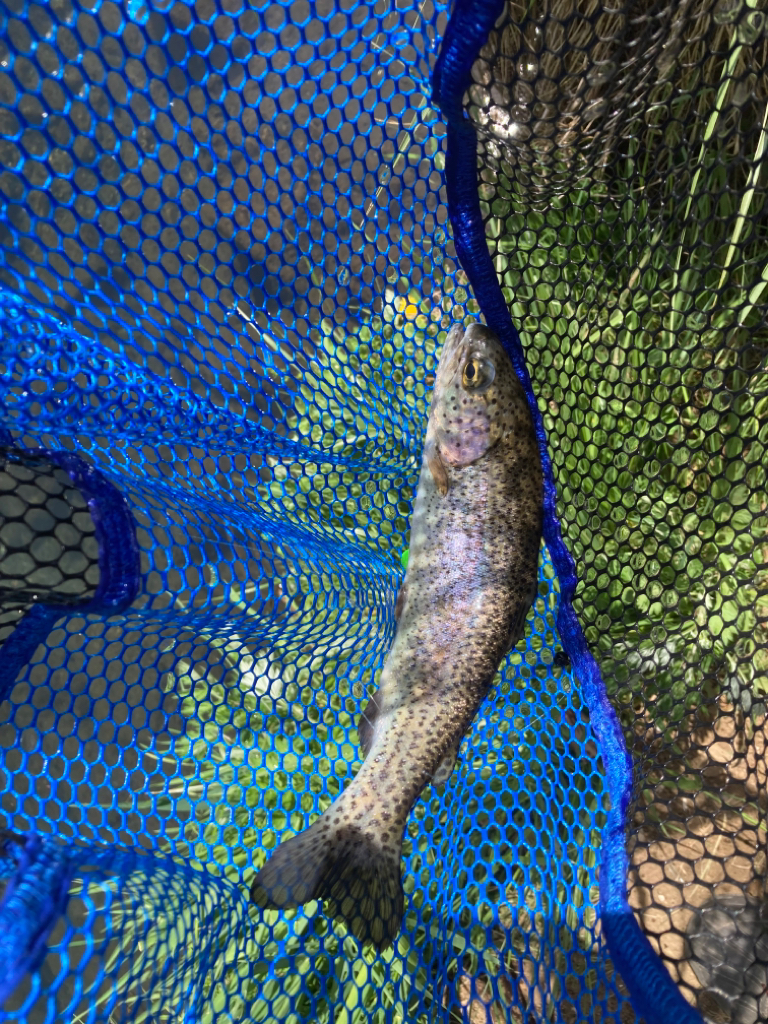 渓流　桂川　忍野