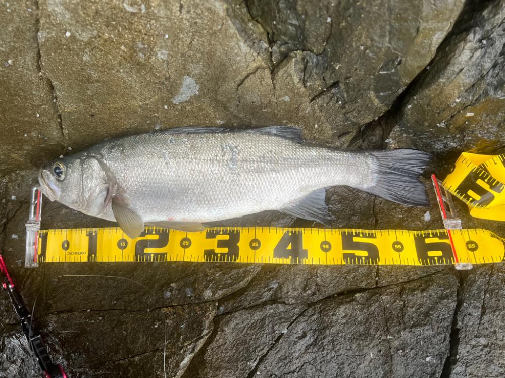 普段使いしないルアーを持参してゲッツ！