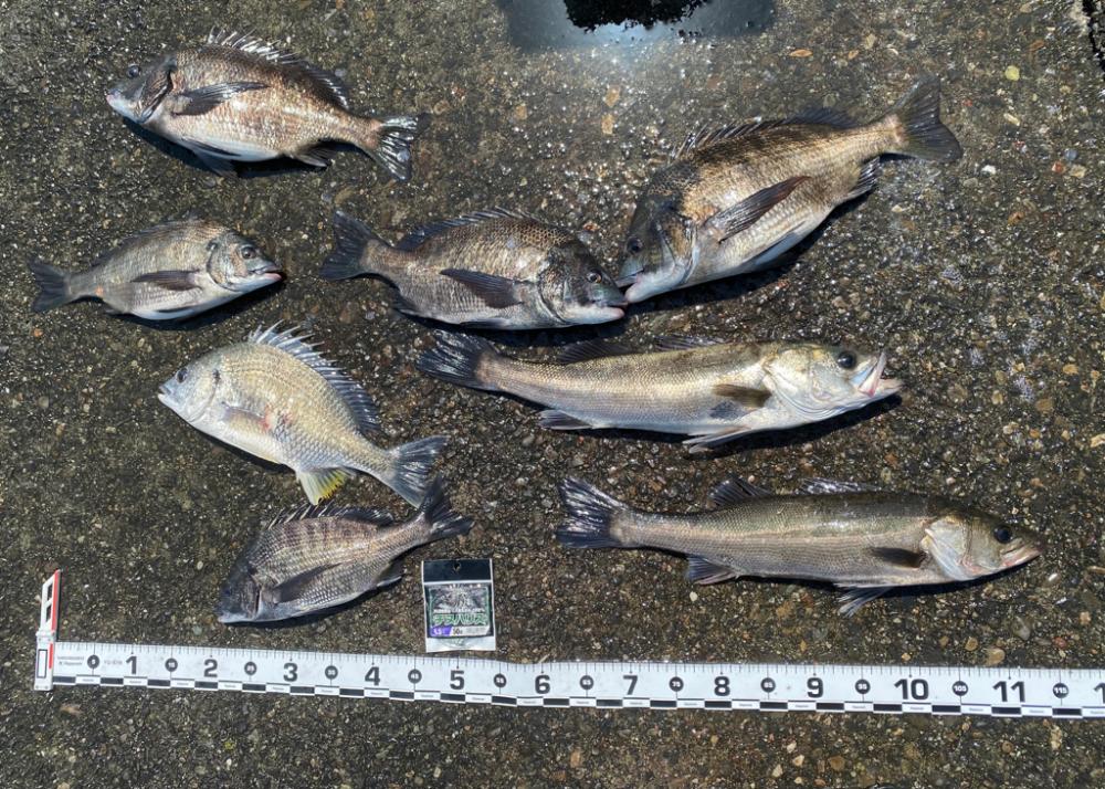 5月スタート エビ撒き釣り にて