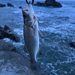 今日も磯ヒラ〜。