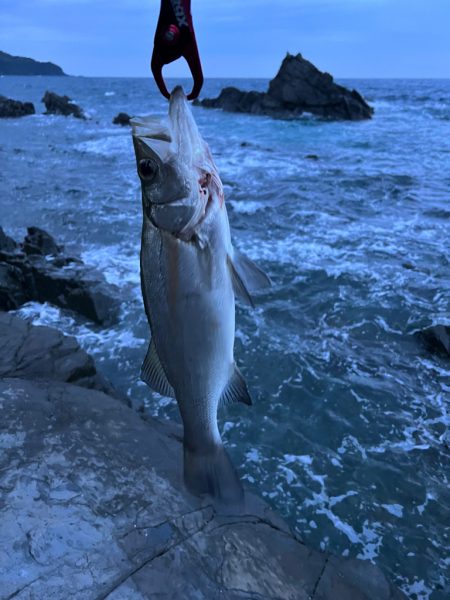 今日も磯ヒラ〜。