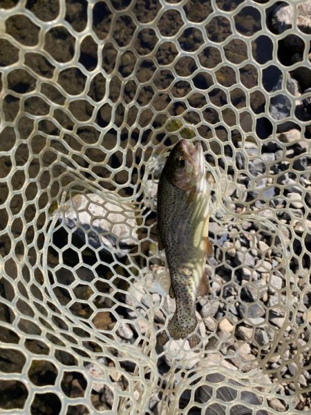 エリアトラウト