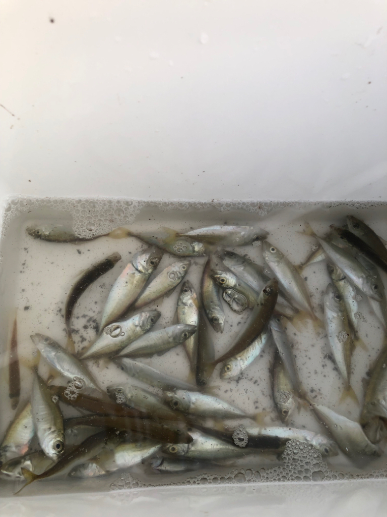 ファミリーフィッシング