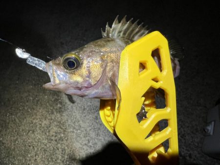 メバルを探して三千里 Vol.8