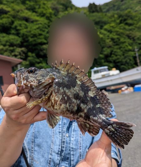 カサゴ　シロギス