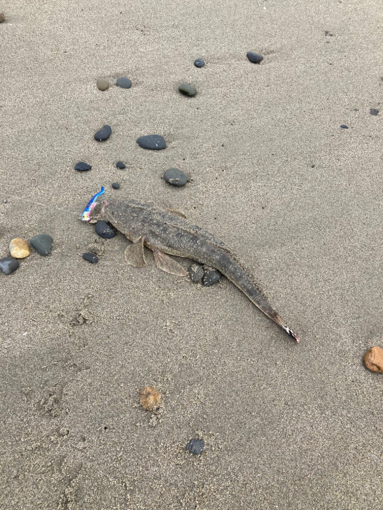 2023初マゴチ🎊