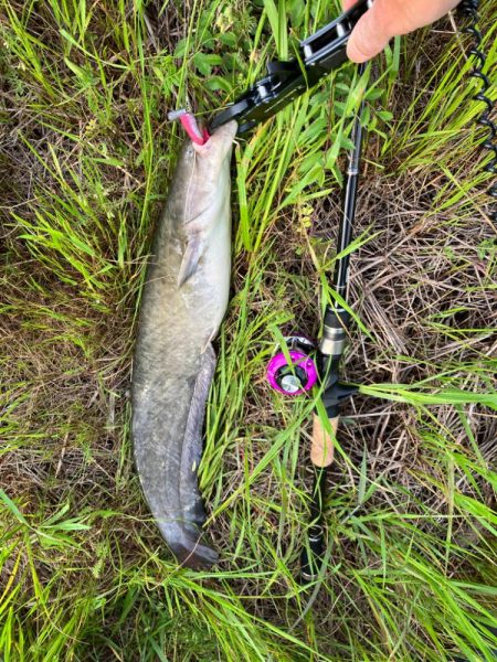 コロネット2でジカリグナマズ釣り