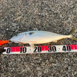 ポッパー不発もジグ高速巻きで！