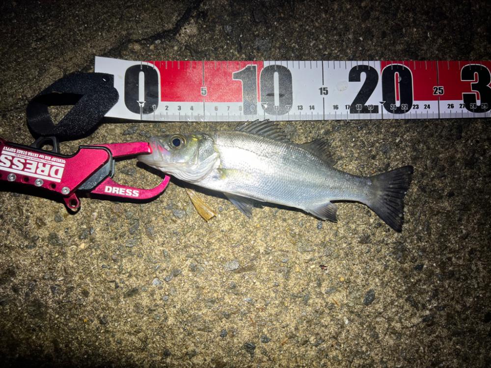 シーバスを探して三千里 Vol.5