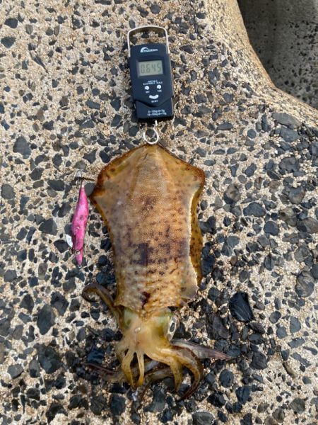 アオリイカなんとか1杯