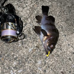 爆風メバリング