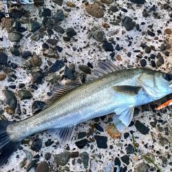 ショアジギング