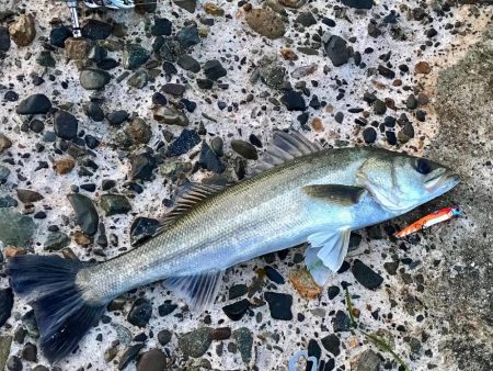 ショアジギング