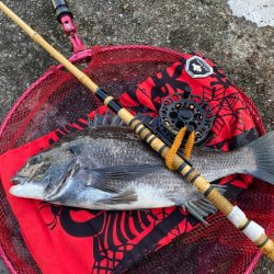 ヘチって来ました