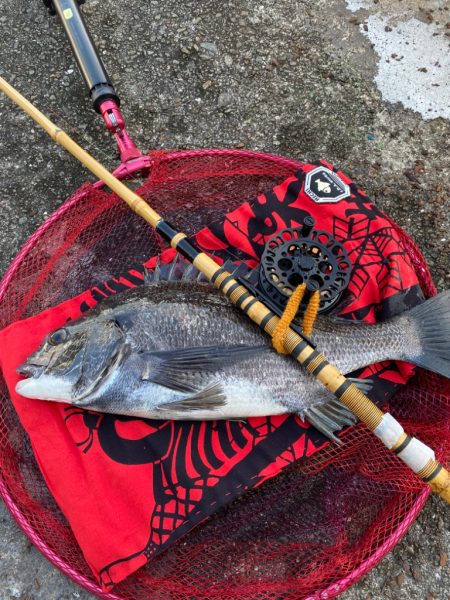 ヘチって来ました