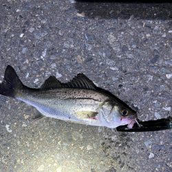 バチパターンとマイクロイワシパターンとの変…