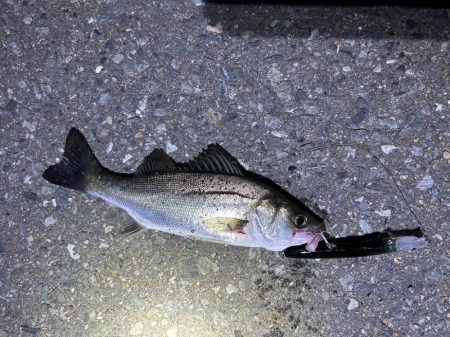 バチパターンとマイクロイワシパターンとの変…