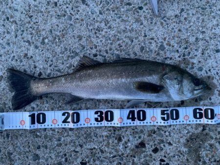 夕マヅメシーバス