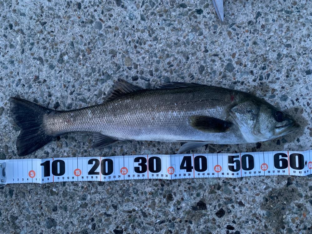 夕マヅメシーバス