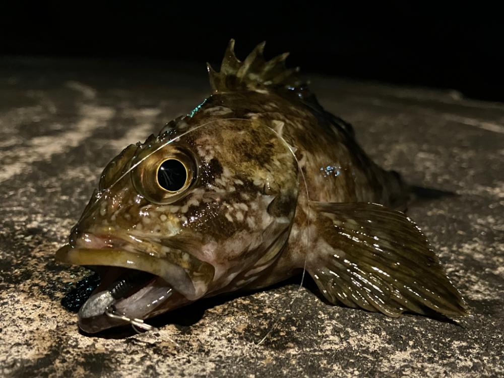 ボクもメバルもあのルアー。