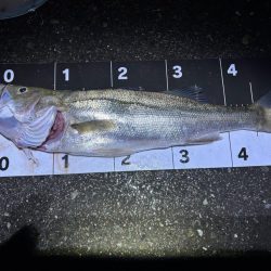 混合ベイトパターン