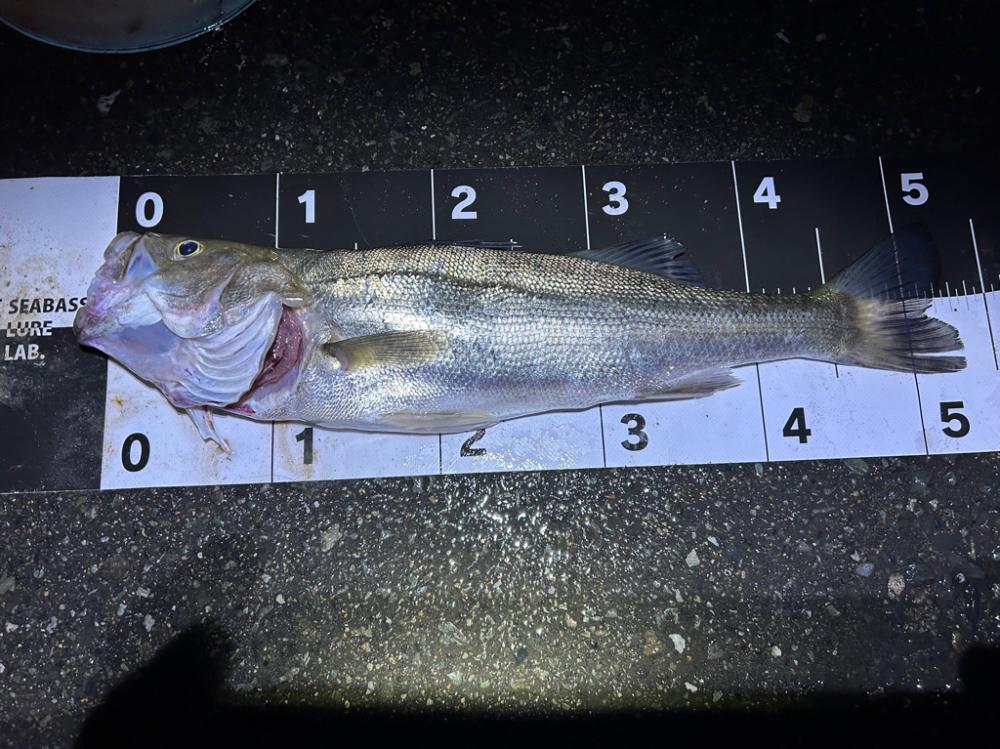 混合ベイトパターン