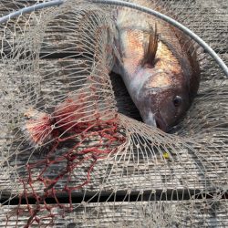 青物15分で3本GET！