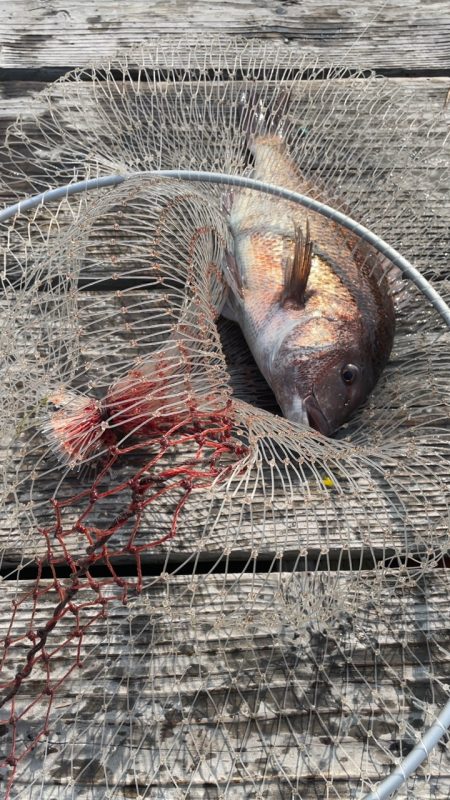 青物15分で3本GET！