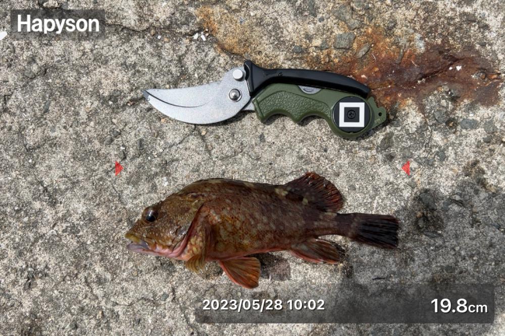 平磯海釣り公園釣行