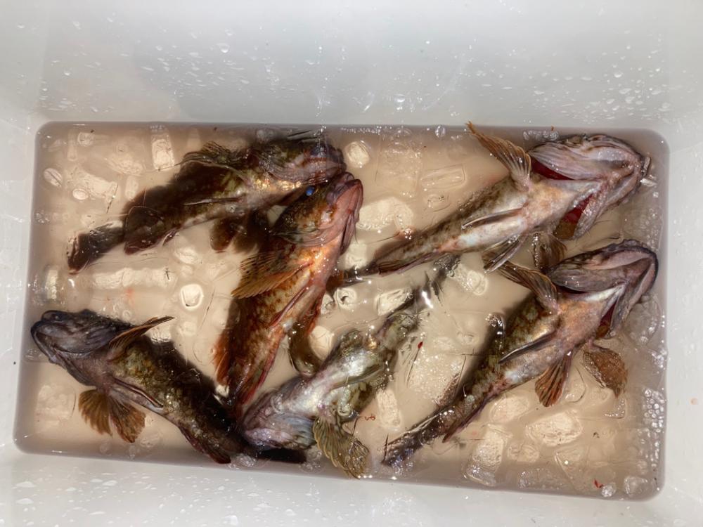 本日の沖堤調査報告