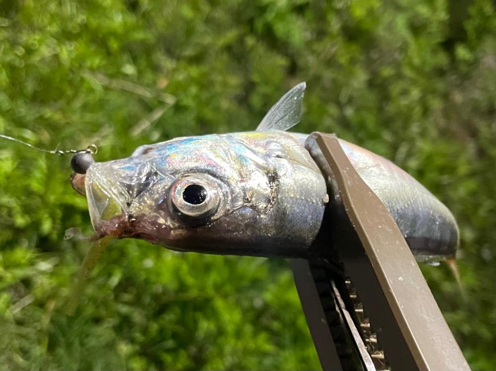 ジグ単deアジング…濁ってました。