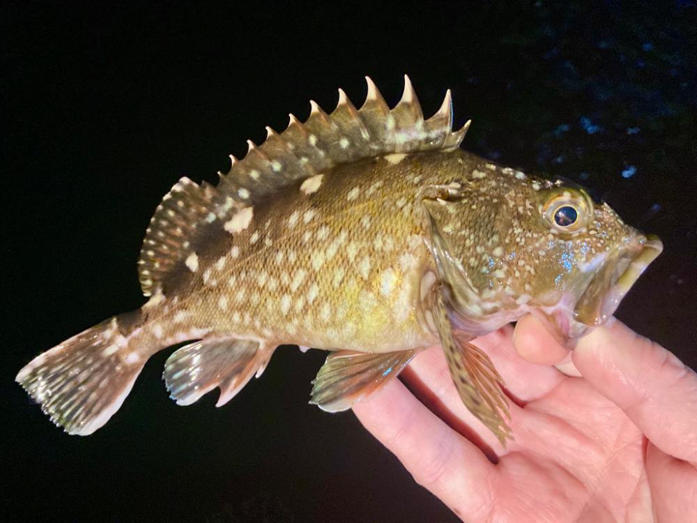 アジ探すもアジおらず、涙。