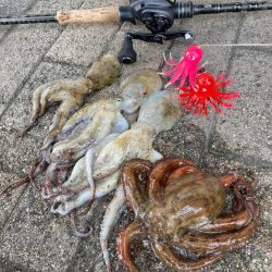 湾奥蛸散歩。4杯。。