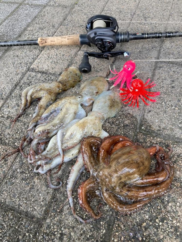 湾奥蛸散歩。4杯。。