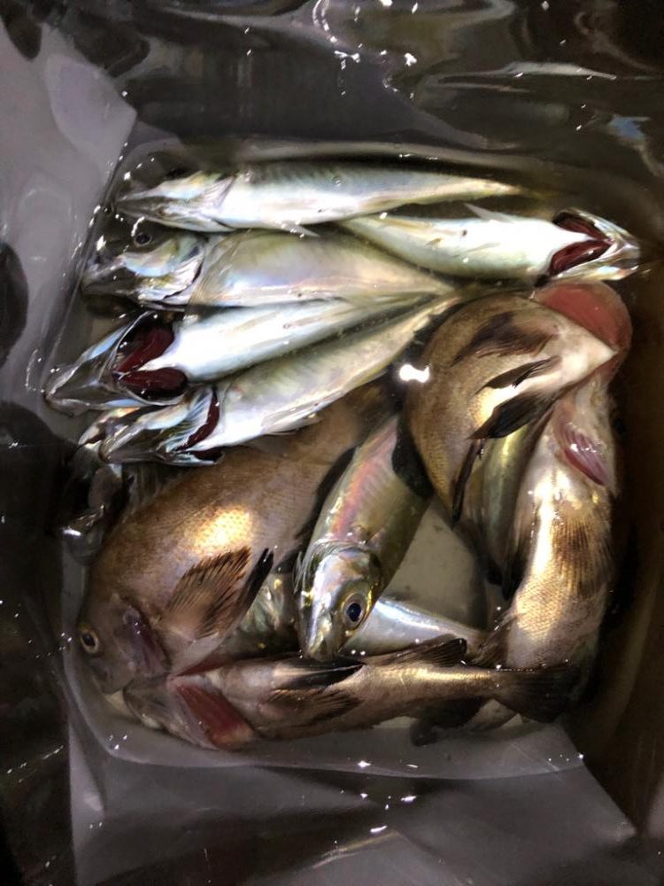 アジングシーズン到来!