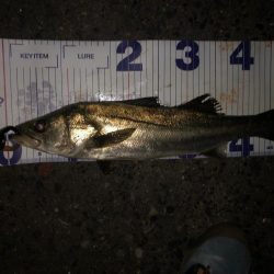 青物やめてシーバスに