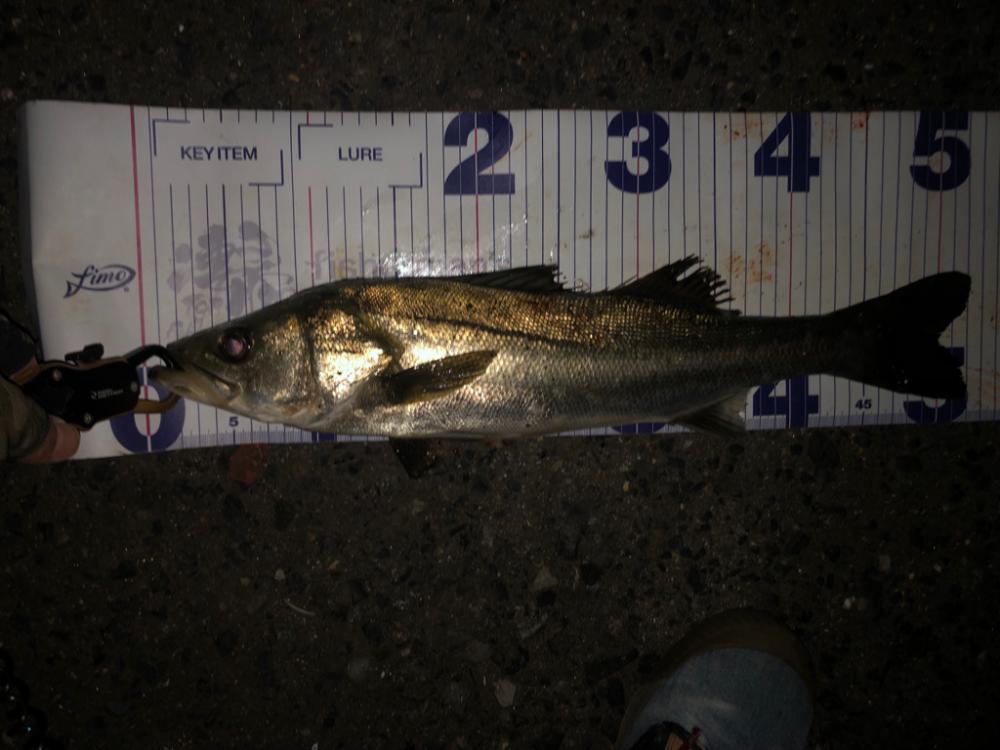 青物やめてシーバスに