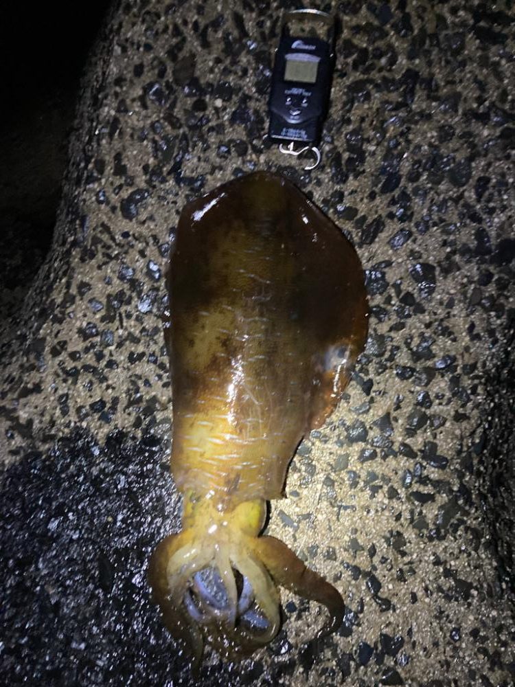 アオリイカ2kgオーバー